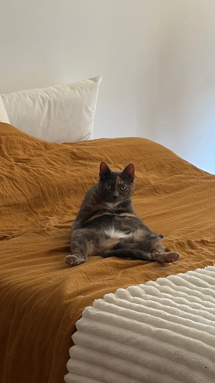 A cat sitting upright on a mustard-colored bedspread